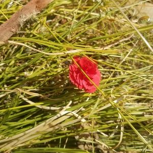 Meet your Posher, Antonio